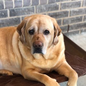 Meet your Posher, Alexandria